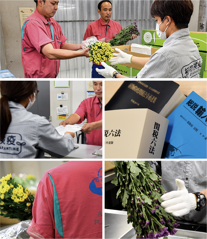 動植物検疫・食品検査実務 西日本第一事業部 上野 将嵩